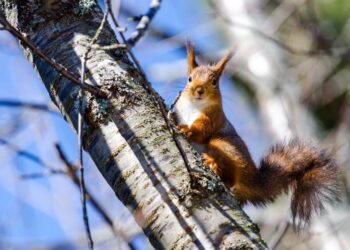 В Украину вернется тепло до +16, но не везде: Диденко рассказала о погоде в разных областях