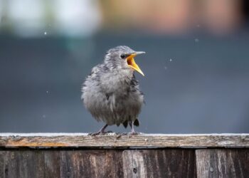 Украину накроют холодные дожди: Диденко предупредила о резком изменении погоды