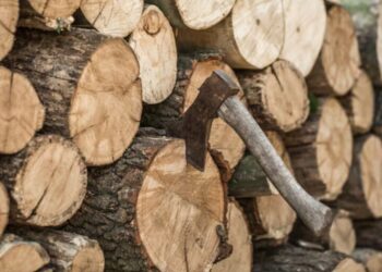 Пытался согреться без света: больного пенсионера засудили за срубленное дерево