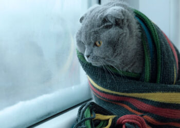 В Украину ворвется мощный циклон Aribert: синоптик Диденко предупредила о заморозках, снеге и дожде