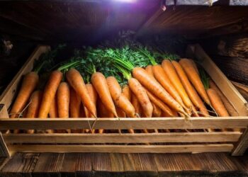 Морковь подорожала втрое: сколько придется заплатить за популярный овощ