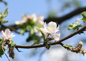 Эксперты назвали культуры, наиболее пострадавшие от апрельских заморозков