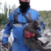У Києві врятували тварин з будинку, який зруйнувала рф: фото