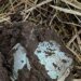 Смертельная игрушка: российские бомбы маскируются под мячики. ФОТО