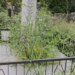Замість квітів — трава: у Києві занепала могила класика української літератури