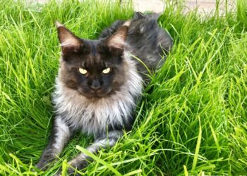 Дожди отступят, но не везде: Гидрометцентр сказал, к какой погоде готовиться украинцам