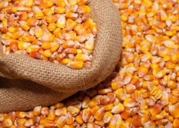 Экспортные цены на украинскую кукурузу изменились