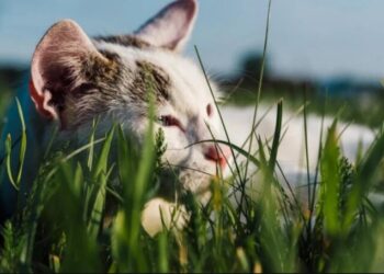 Холодные ночи и теплые дни: украинцам рассказали, какой ждать погоды в начале недели