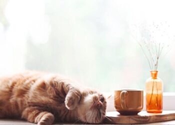 В Украину идет антициклон Kyra: синоптик Диденко сказала, когда ждать возвращения жары