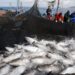 Украина стала полноправным членом Генеральной комиссии по рыболовству в Средиземноморье