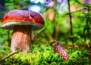 Вы тоже проходите мимо них в лесу: названы самые полезные грибы в Украине