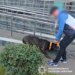 Чоловік бив собаку на вулиці в Києві: йому загрожує штраф та вилучення тварини