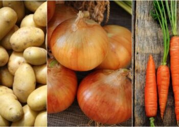 Сколько стоит сезонный овощной набор: украинцам показали, как изменились цены в сентябре