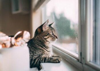 Грозовые ливни и жара до +37°: синоптики дали прогноз на начало сентября