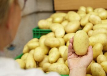 Картофель внезапно подешевел: когда популярный овощ вновь подорожает