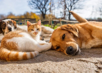 Дождь и первые заморозки: синоптики рассказали, какой “сюрприз” приготовила погода украинцам