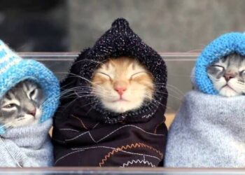 В Украину несется резкое похолодание и даже снег: синоптик Диденко удивила прогнозом