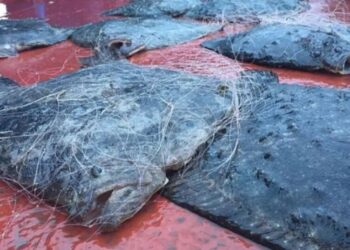 Российские браконьеры наносят колоссальный ущерб экосистеме Азовского моря