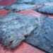 Российские браконьеры наносят колоссальный ущерб экосистеме Азовского моря