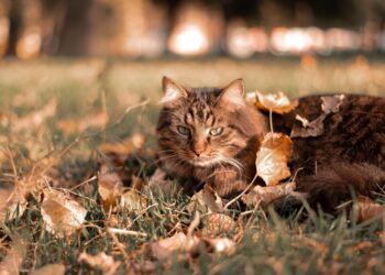 Украина прощается с летом: синоптик Диденко “анонсировала” осень – заморозки и снег не за горами