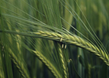 Цены на украинский ячмень снизились после максимумов