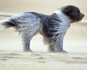 Стихія атакує столицю: уночі Київ накриє небезпечний вітер