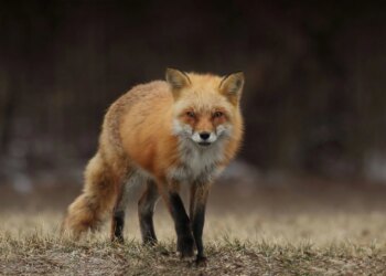 У Києві в одному з районів ввели карантин через сказ у лисиці