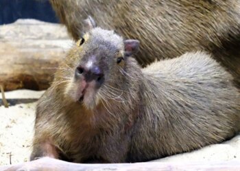 У Київському зоопарку родина капібар повернулася до зимової оселі: де тепер можна побачити тварин