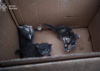 Київські рятувальники знайшли домівки трьом кошенятам, врятованим з місця російського удару