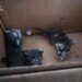 Київські рятувальники знайшли домівки трьом кошенятам, врятованим з місця російського удару