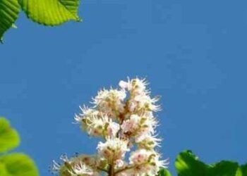 Аномалія у столиці: каштани цвітуть восени — вчені пояснили чому