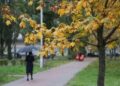 Київ під ударом стихії: сильний вітер загрожує людям і автівкам