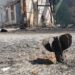 Восстановление Украины: громады подали сотни заявок на финансирование проектов