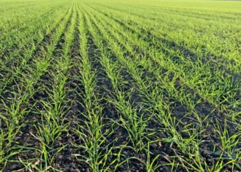 Урожай-2026: в Николаевской области не успели вовремя посеять озимые