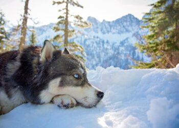 В Украине зима сместилась на месяц: ученые предупредили о последствиях