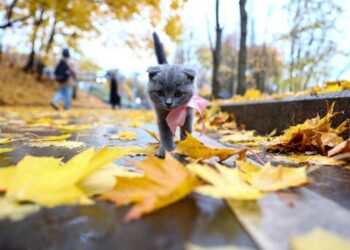 Конец октября преподнесет украинцам погодный сюрприз: когда ждать тепла до +16