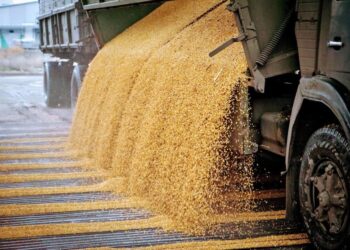 Экспорт аграрной продукции: Украина открыла 17 новых рынков сбыта