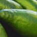Київ готується до ярмаркового тижня: коли і де купувати продукти, – адреси