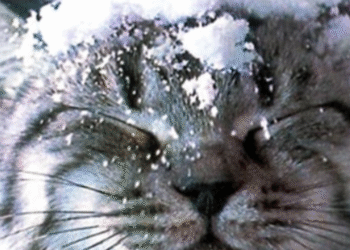 Перший сніг у Києві: синоптики застерігають про зниження температури, — деталі