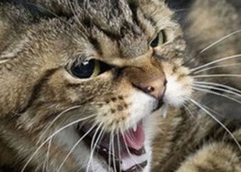 Зараження тварин: в Київській області зафіксовані випадки сказу, — деталі