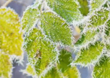 Наближаються сильні заморозки: чи готові дороги Києва до зими