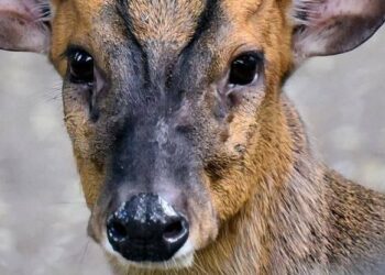 Диво в столиці: поранений олень Мо успішно відновлюється після атаки