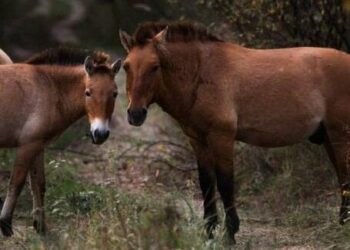 Нічні мешканці Чорнобиля: фотопастки зафіксували загадкових тварин