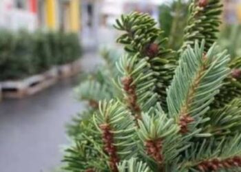 Скільки коштує запах Нового року: ціни на ялинки у Києві