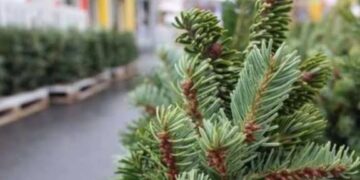 Скільки коштує запах Нового року: ціни на ялинки у Києві