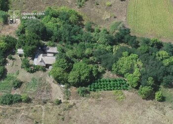 У Києві викрили наркоаграріїв, у яких вилучили 50 мішків коноплі та 5 кг канабісу