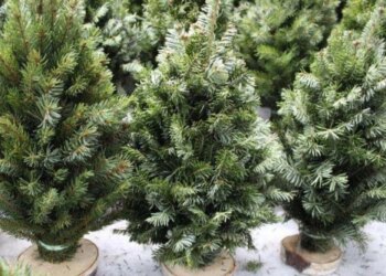 У Києві з 4 грудня можна буде придбати новорічну ялинку: всі локації