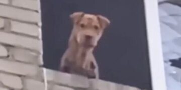 Месяц был без людей: волонтеры и военные спасли собаку с пятого этажа разрушенного дома. ВИДЕО