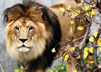 Золота осінь та зимові приготування: тигри та леви на прогулянці в КиївЗоо