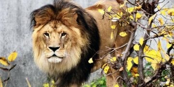 Золота осінь та зимові приготування: тигри та леви на прогулянці в КиївЗоо